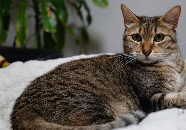 【獣医師監修】エジプシャンマウってどんな猫？性格・体重・寿命の特徴・迎え方