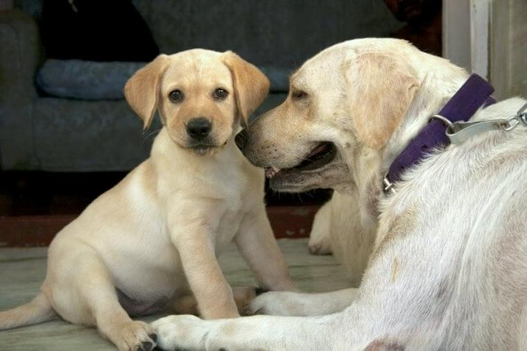 犬の親子