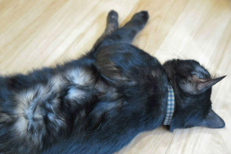寝転ぶ黒猫