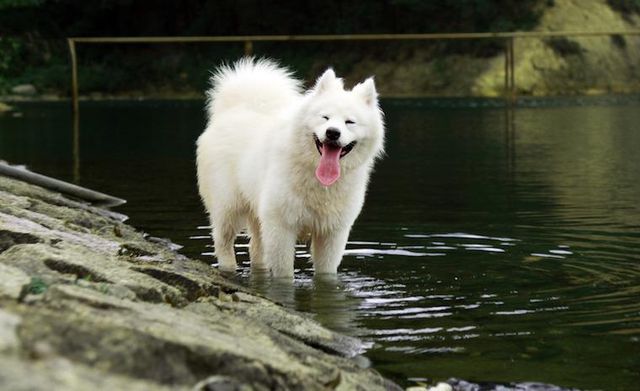 【トレーナー・獣医師監修】サモエドってどんな犬？性格・特徴・育て方・迎え方
