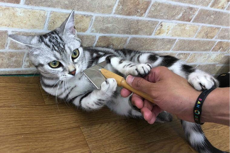 ブラシを嫌がるアメリカンショートヘア