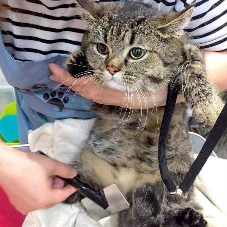 スリッカーブラシでブラッシングされる猫