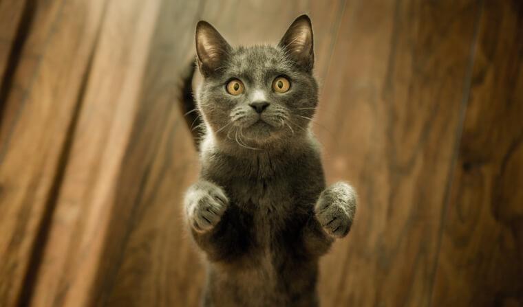 猫にワクチン接種はなぜ必要? 種類や時期、副作用のリスクを獣医師が解説