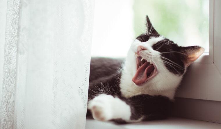 猫の口臭は病気が原因？放置せず早期治療を【獣医師が解説】