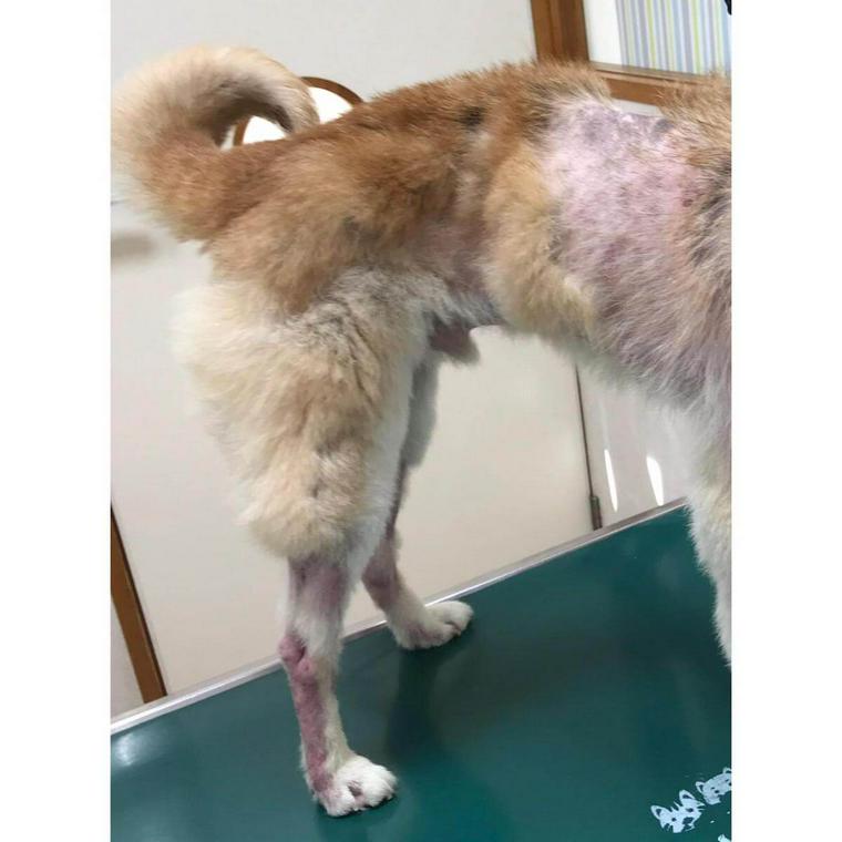 犬の脱毛症 原因 病的な脱毛のサイン 治療法 栄養の予防法などを獣医師が解説 ペトこと