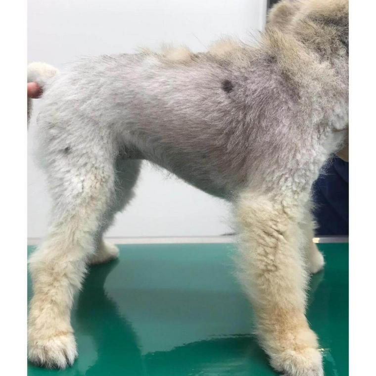 獣医師監修 犬の毛が抜ける脱毛の原因や病気は 病院に連れていくべき症状や治療法を解説 ペトコト