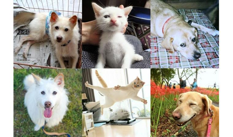 踊るネコちゃん/お出かけ大好きワンちゃん 保護犬猫を迎えた家族たちの話