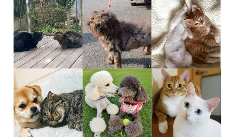旅する兄妹犬/人が大好きな元野良猫 保護犬猫を迎えた家族たちの話