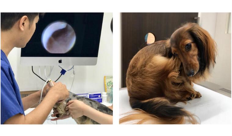 犬の耳が臭い時に考えられる病気は? 原因や症状、予防法を皮膚科担当医が解説