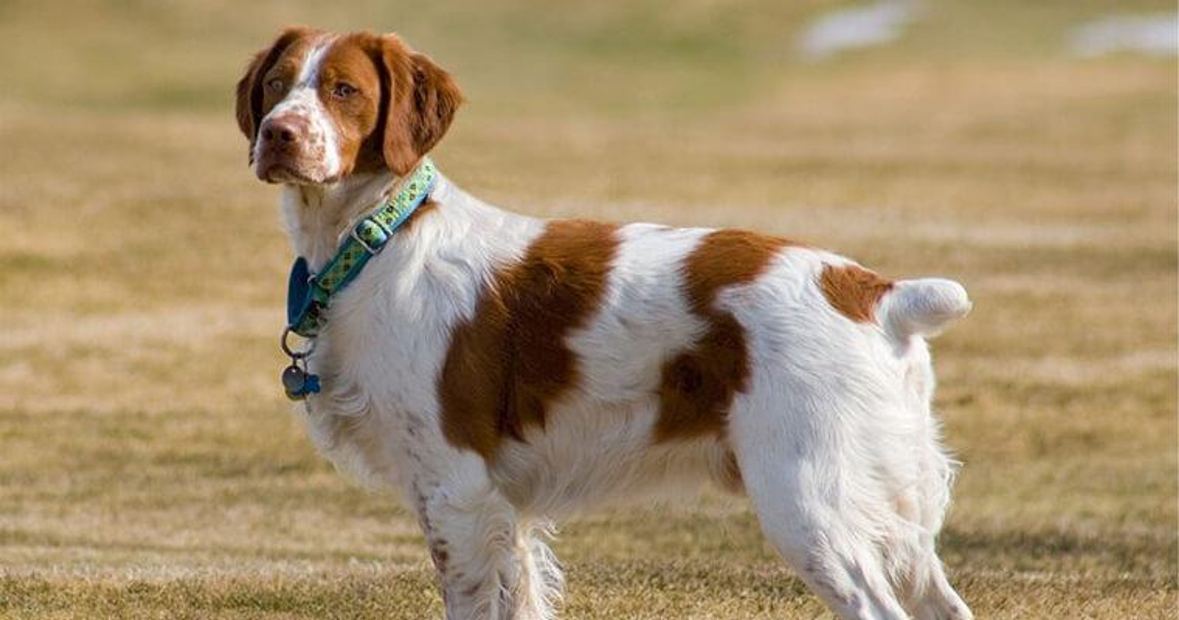 【トレーナー・獣医師監修】ブリタニースパニエルってどんな犬？性格・特徴・育て方・迎え方