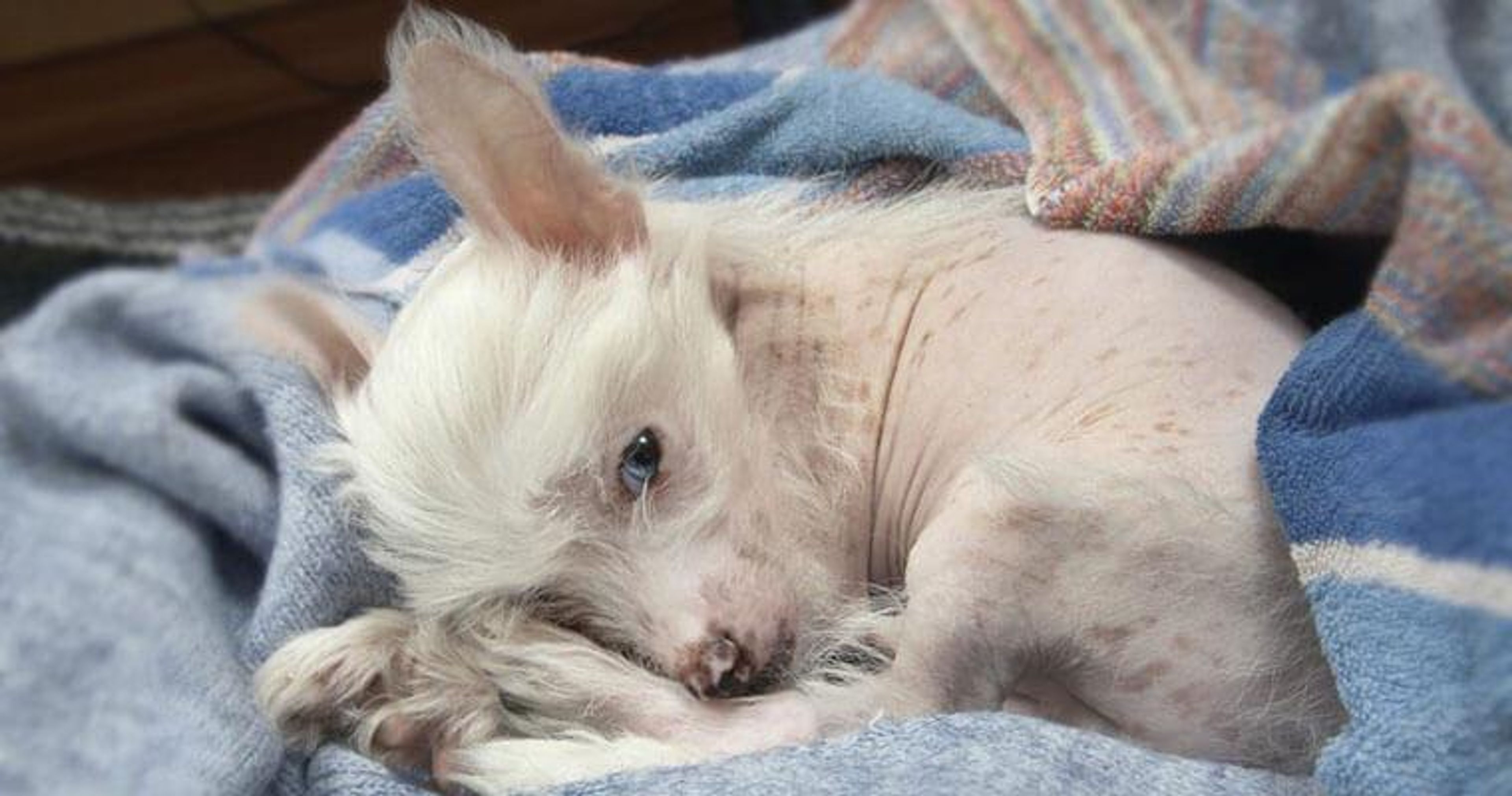 【トレーナー・獣医師監修】チャイニーズクレステッドドッグってどんな犬？性格・特徴・育て方・迎え方