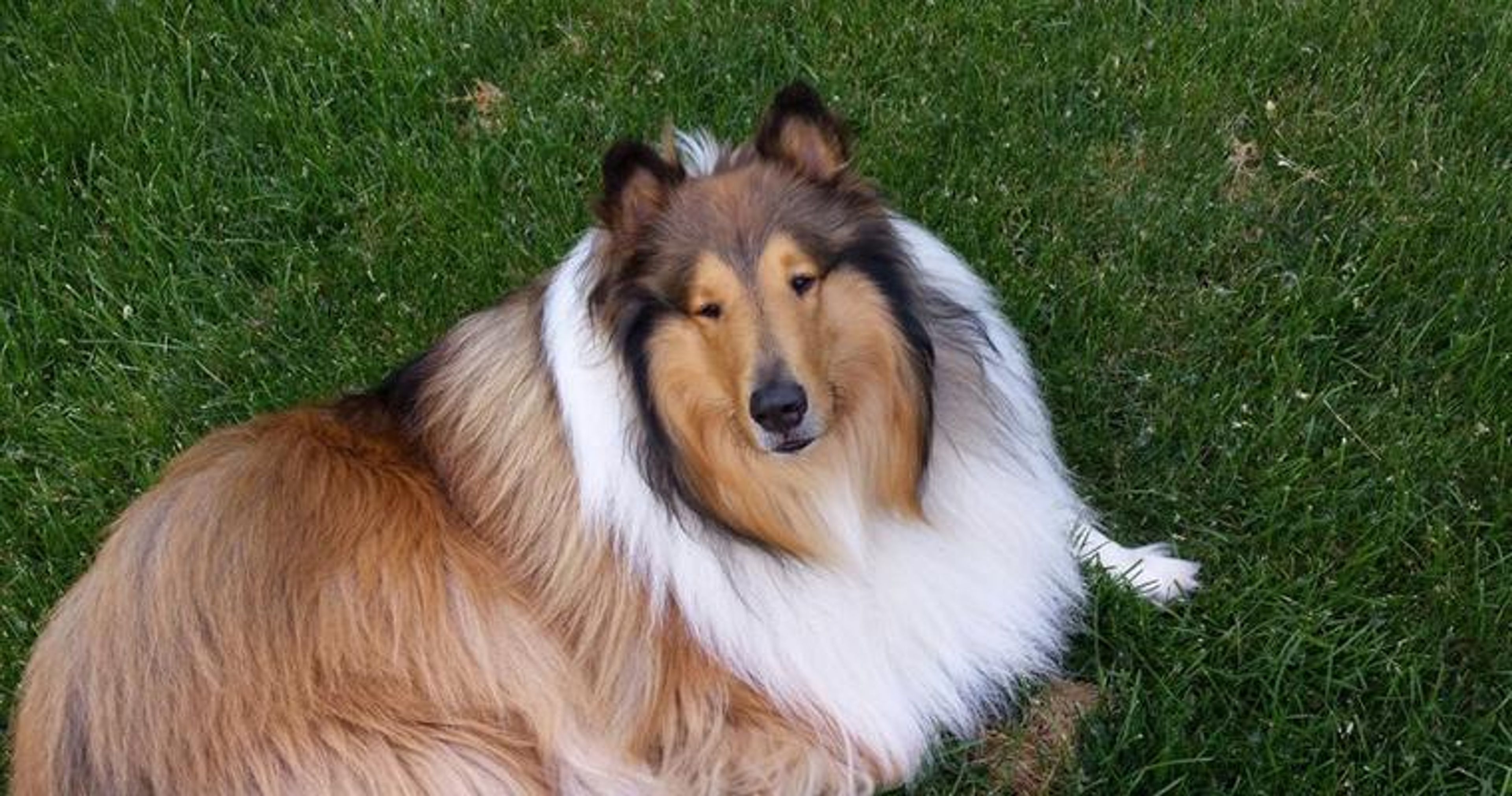 【トレーナー・獣医師監修】ラフコリーってどんな犬？性格・特徴・育て方・迎え方