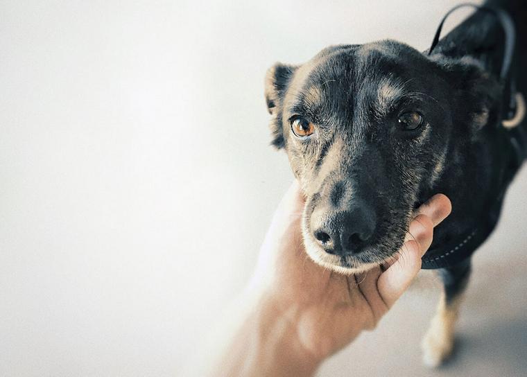 撫でられている犬