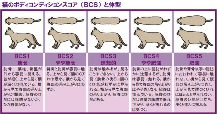 猫の適正体重の基準を測るBCS（ボディコンディションスコア）