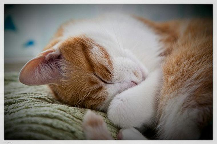 猫が寝ていた場所に小さな血のシミが……大丈夫?【獣医師が回答】