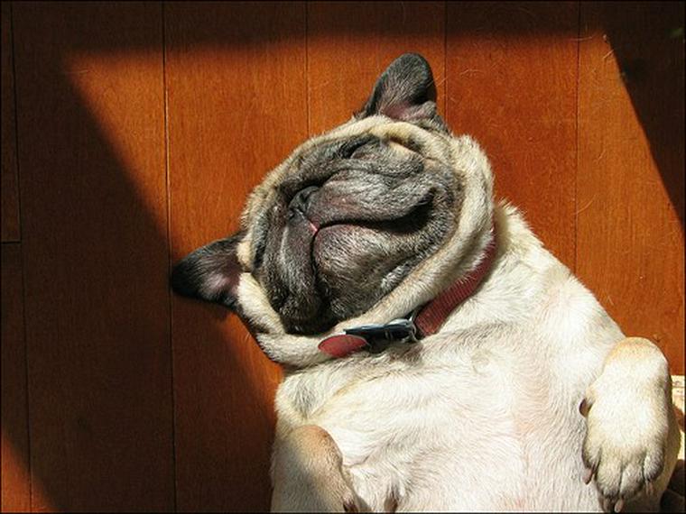 犬のごはんを変えても毎回食後に吐くのはなぜ?【獣医師が回答】