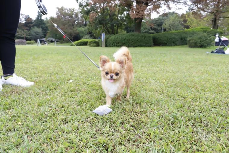 【新商品】愛犬の虜間違いなし♪ 1人遊びもできるラテックストイ