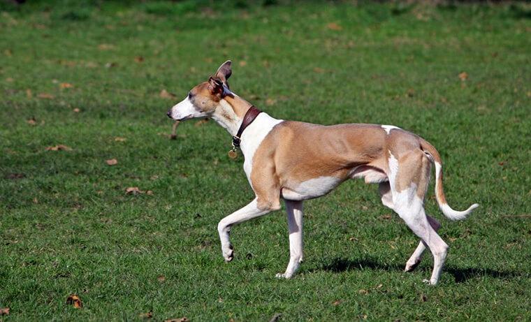 ベドリントンテリアに似ている犬種