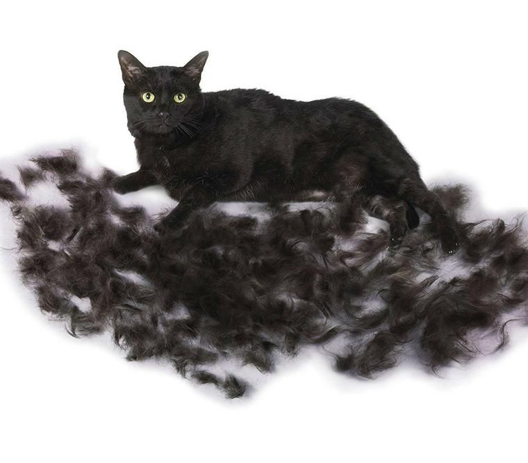抜けた毛の山の上に座る黒猫