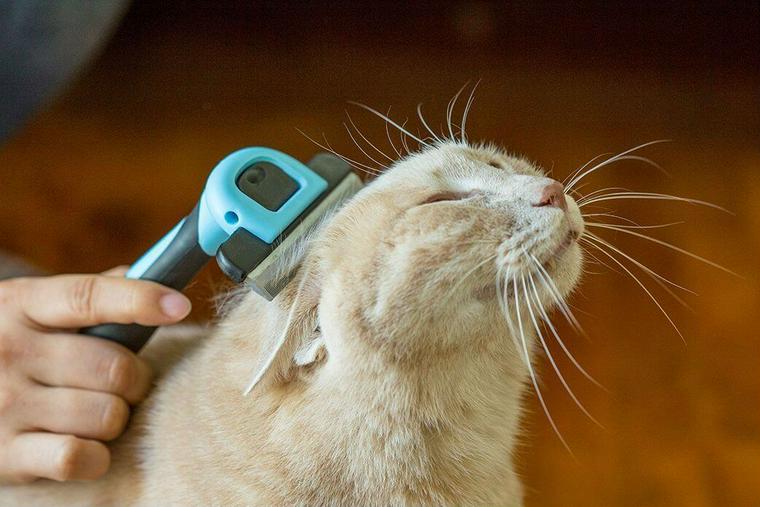 抜け毛取りブラシでブラッシングされる猫