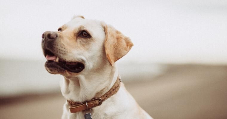犬の聴覚は人より優れている? 聞き取れる周波数や耳の秘密について紹介