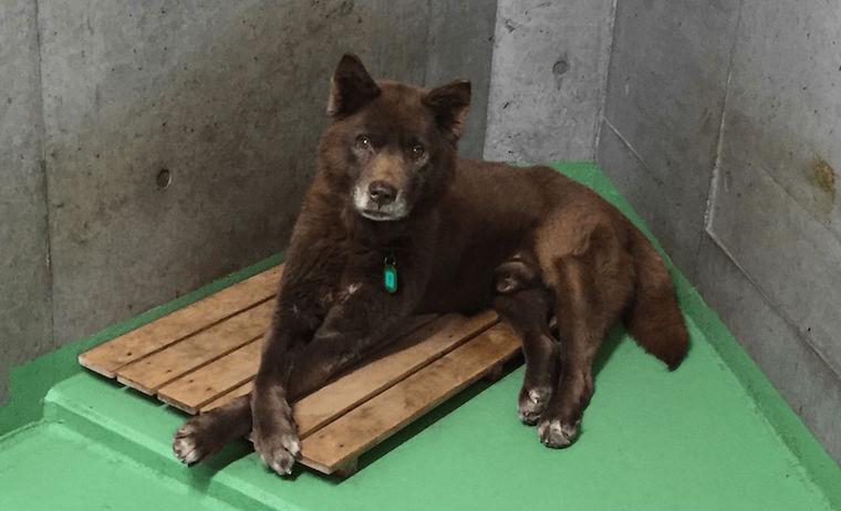 京都動物愛護センター