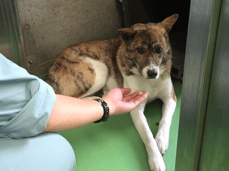 京都動物愛護センター