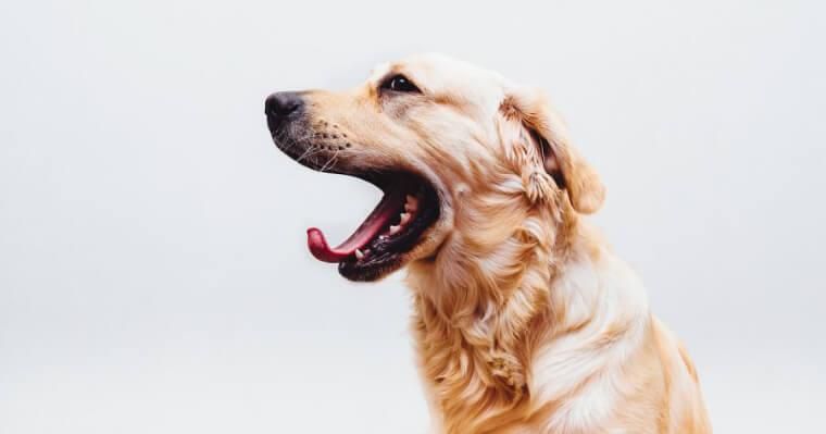 犬があくびをする意味とは？シーン別の見分け方や病気の可能性などを解説