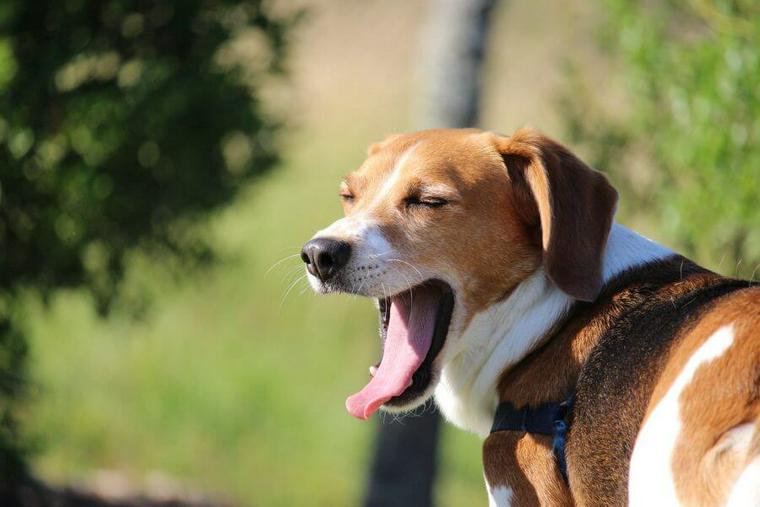 犬のストレスサインを行動診療獣医師が解説 原因や症状 ストレス解消法も紹介 ペトこと