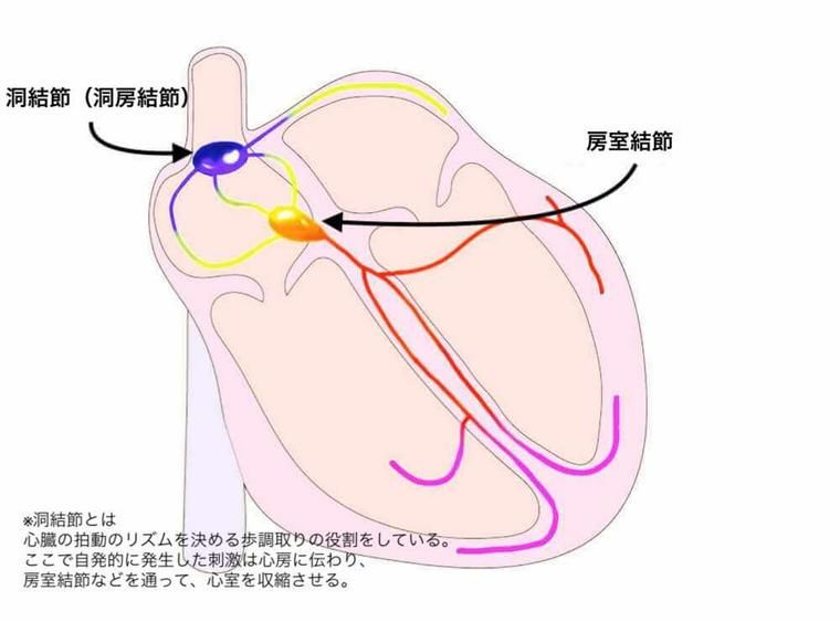 犬の不整脈 原因 分類 症状 検査 治療法 使用する薬など循環器認定獣医師が解説 ペトコト