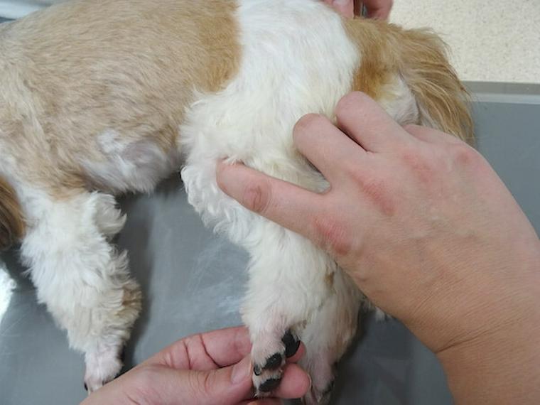 犬のツボ「足三里」