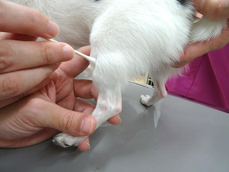 犬のツボ「足三里」