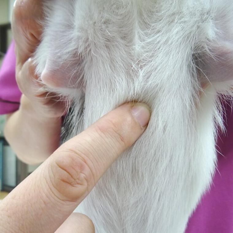 犬のツボ「膻中」