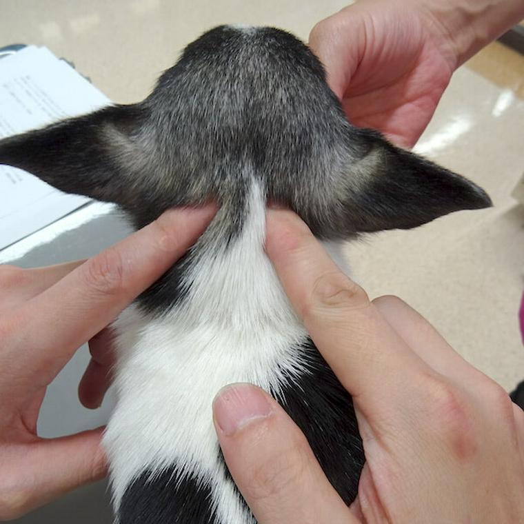 犬のツボ「風池」
