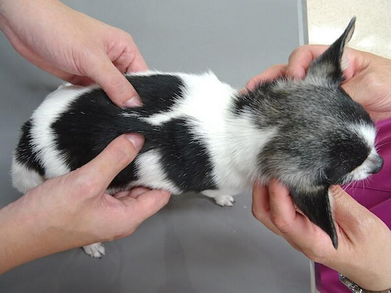犬のツボ「腎兪」