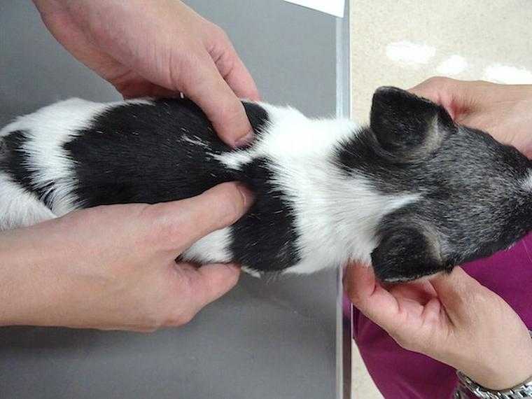 犬のツボ「膈兪」