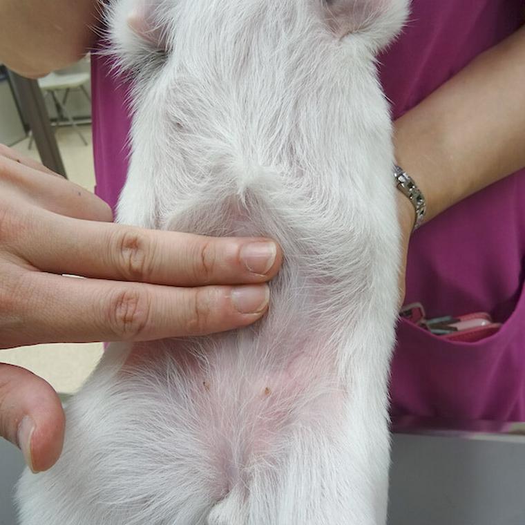 犬のツボ「気海」