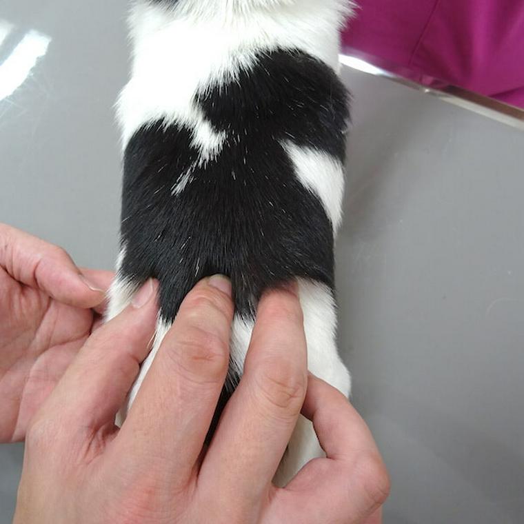 犬のツボ「腰百会」