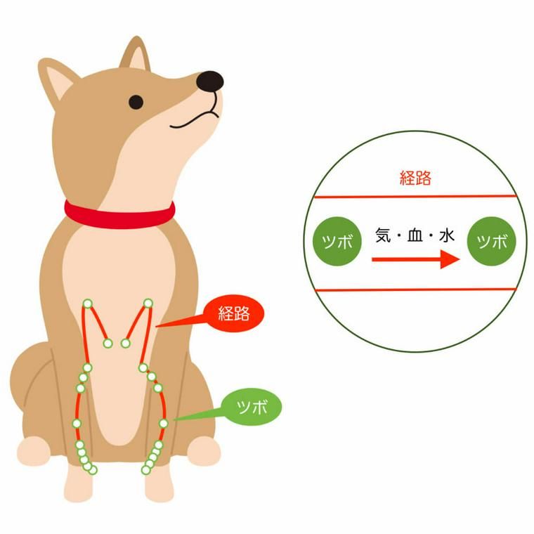 犬のツボ