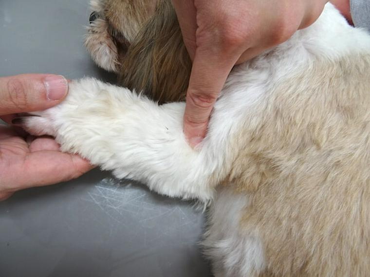犬のツボ「曲池」