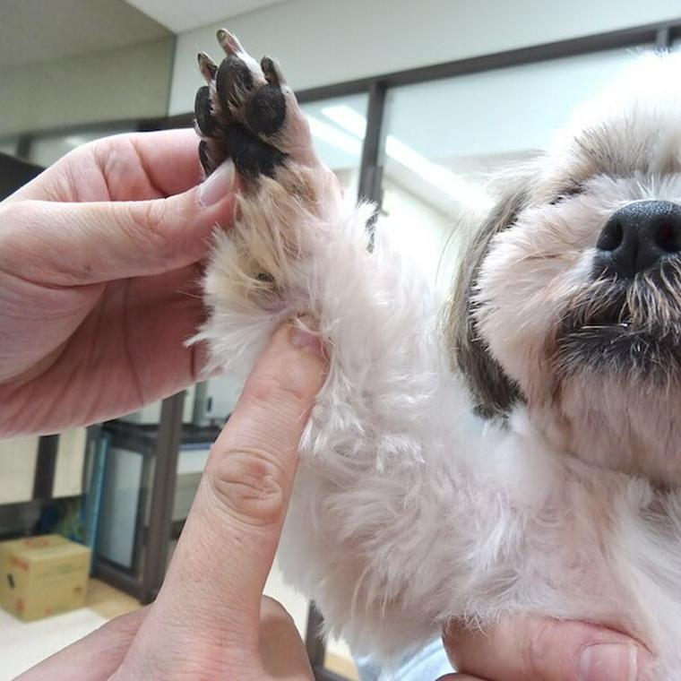 犬のツボ「神門」