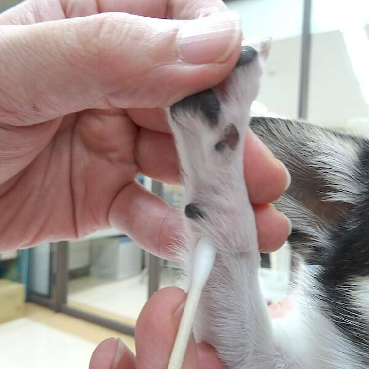 犬のツボ「神門」