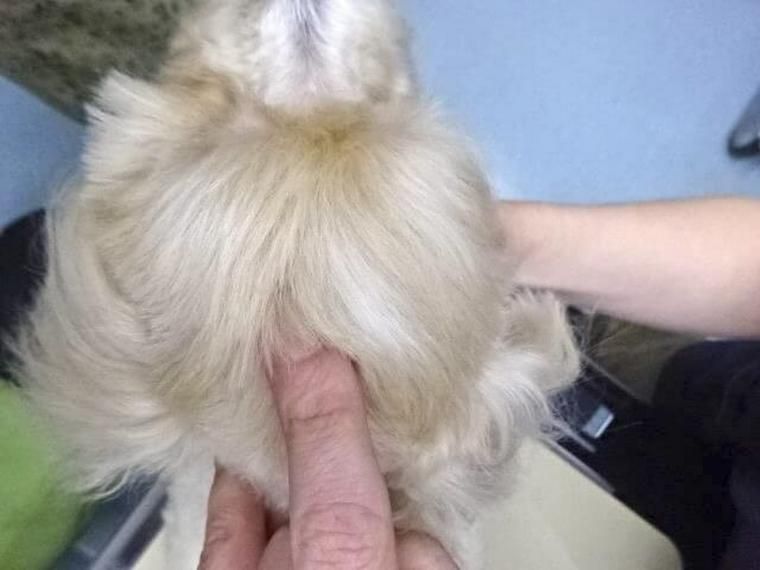 犬のツボ「百会（頭百会）」