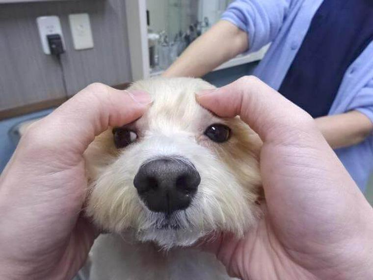 犬のツボ「攅竹（さんちく）」