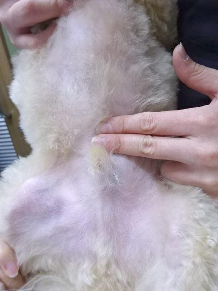 犬のツボ「丹田」