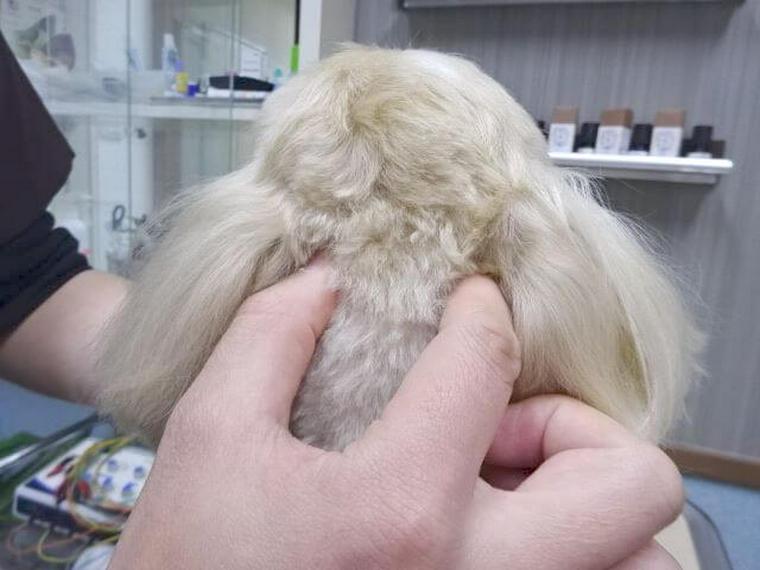 犬のツボ「風池（ふうち）」