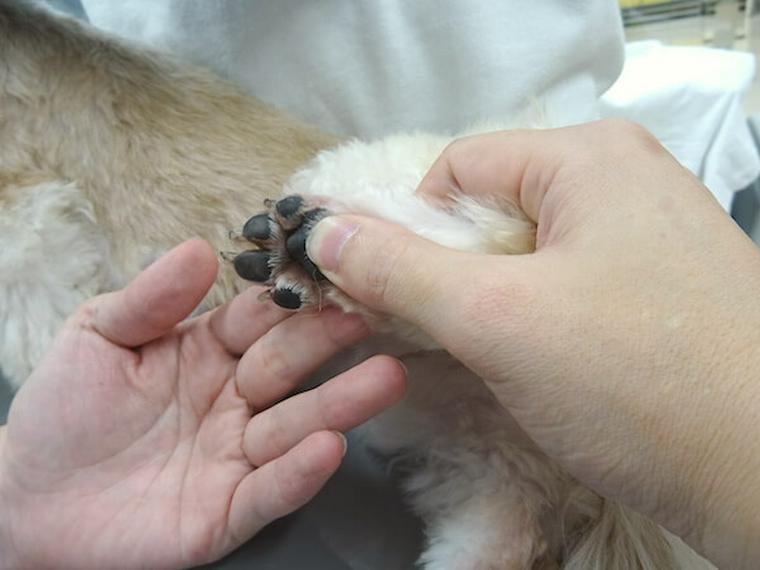 犬のツボ「湧泉」