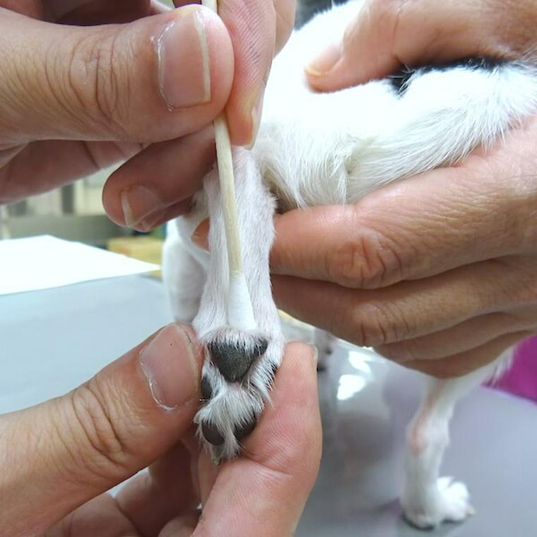 犬のツボ「湧泉」