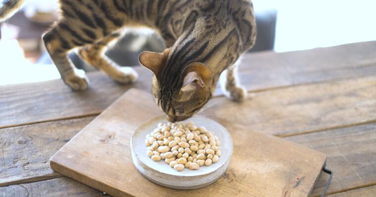 猫は節分の豆を食べても大丈夫？注意点やお面・かぶりものなど節分グッズを紹介