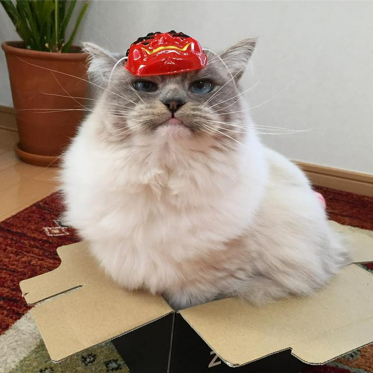 節分のお面をする猫